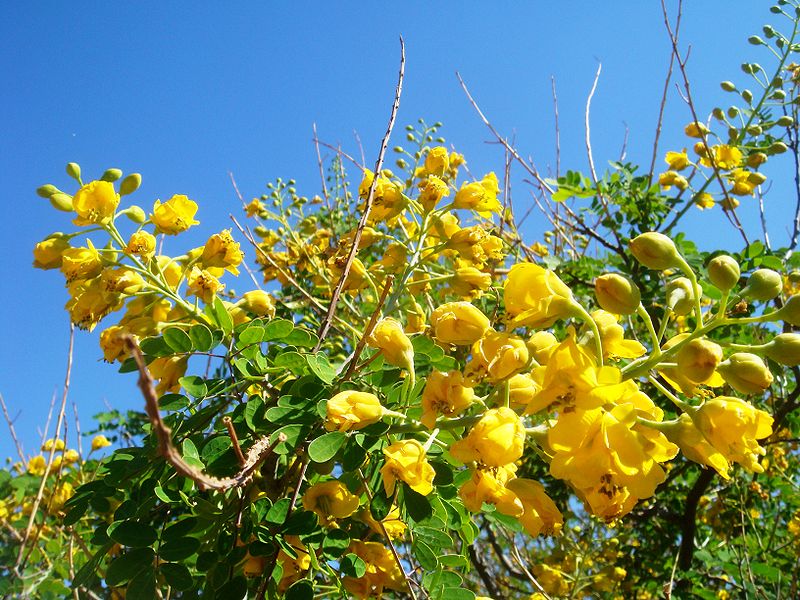 bird of paradise bush, desert bird of paradise, barba de chivo,Cennetkusu agaci
